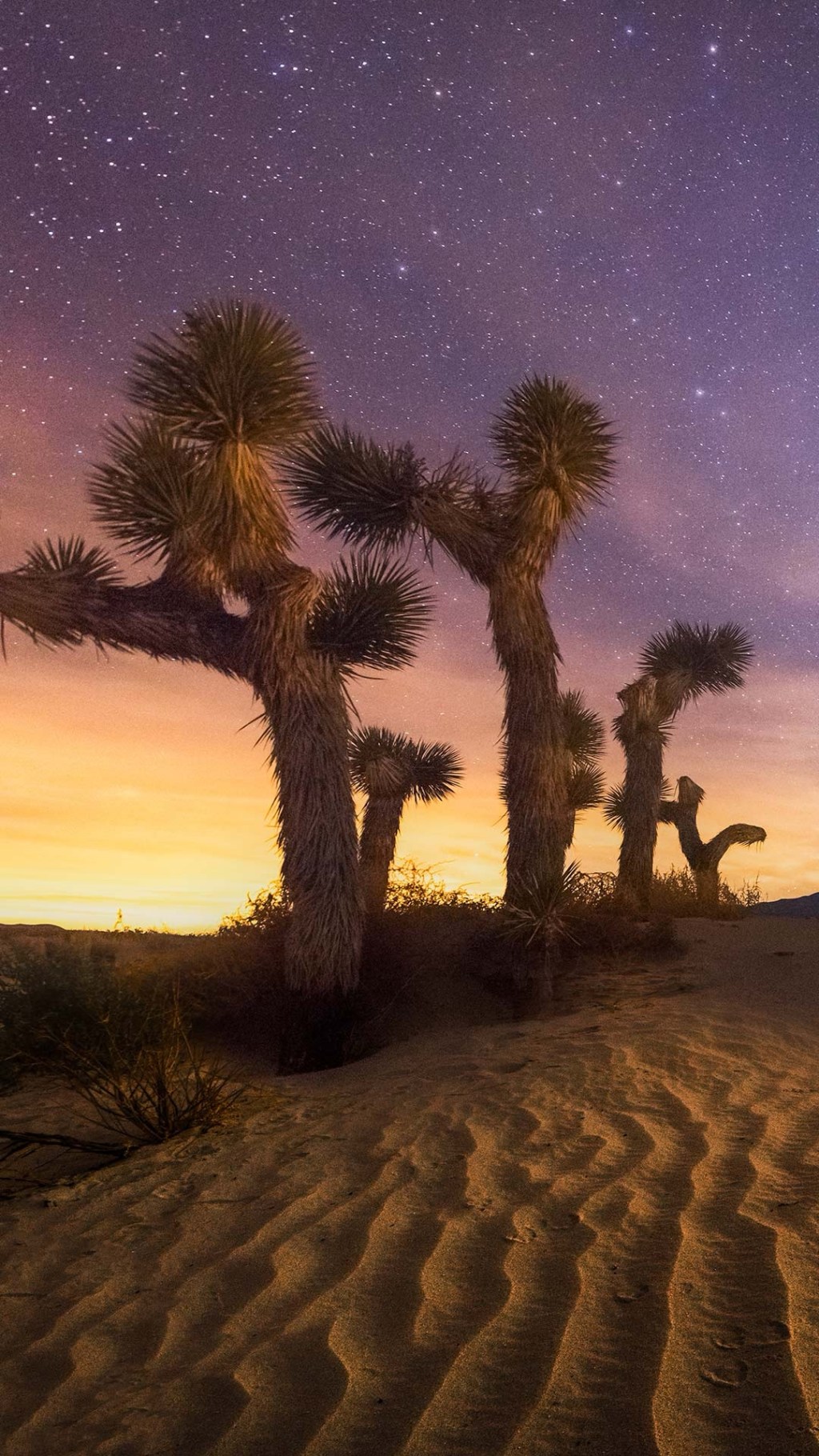 SummerSimo’s Compass: Joshua Tree National&nbsp;Park